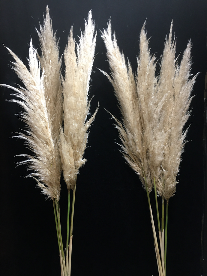 Natural Dried Pampas Grass
