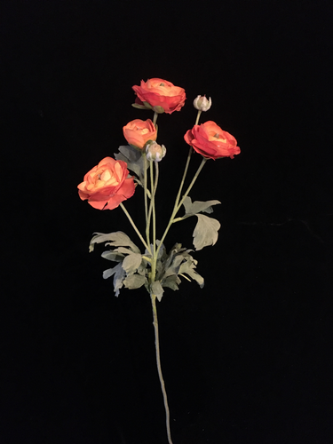 Orange Silk Ranunculus